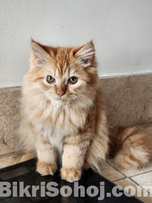 Persian female cat